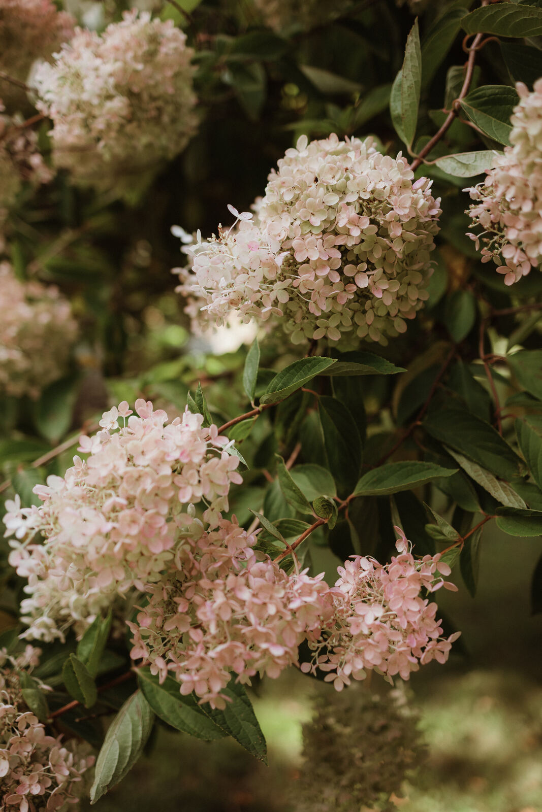 Hydrangeas in the garden